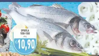 Spigola 1000-1500