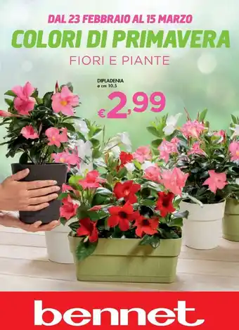 Bennet Colori Di Primavera Fiori E Piante Dipladenia ø 10.5 cm offerta