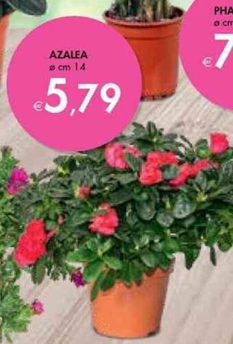 Bennet Azalea Ø cm 14 offerta