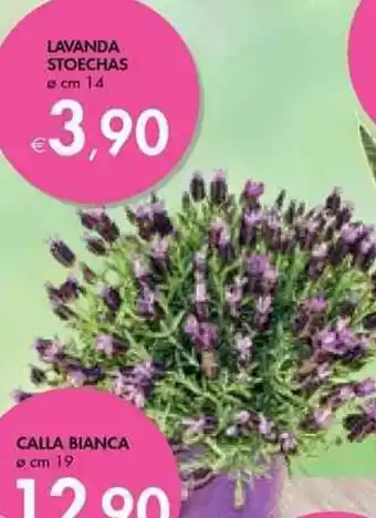 Bennet Lavanda Stoechas Ø cm 14 offerta