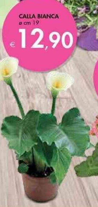 Bennet Calla Bianca Ø cm 19 offerta