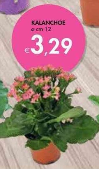 Bennet Kalanchoe Ø cm 12 offerta