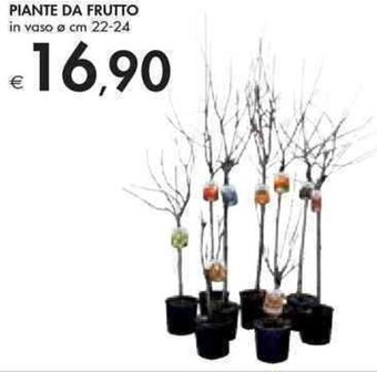 Piante da Frutto In Vaso Ø cm 22-24