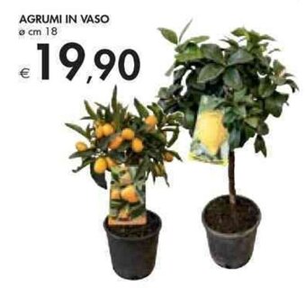 Bennet Agrumi In Vaso Ø cm 18 offerta
