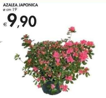Bennet Azalea Japonica Ø cm 19 offerta