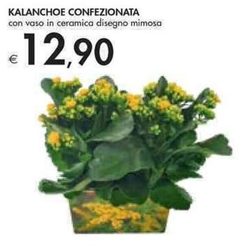 Bennet Kalanchoe Confezionata offerta