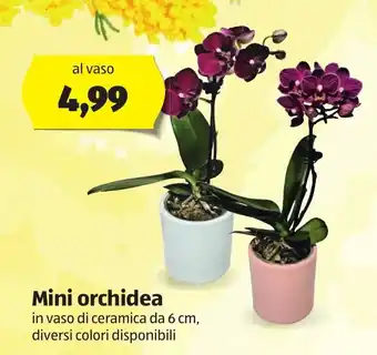 ALDI Mini orchidea in vaso di ceramica da 6 cm offerta