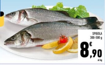Conad Spigola 300-500 g offerta