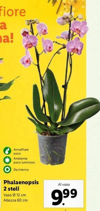 Lidl Phalaenopsis 2 Steli Vaso Ø 12 cm Altezza 60 cm offerta