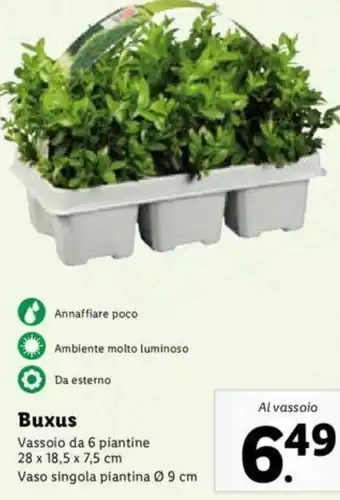 Buxus Vassoio da 6 Piantine 28 x 18,5 x 7,5 cm Vaso Singola Piantina Ø 9 cm