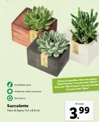 Lidl Succulente Vaso di Legno 11,4 x 8,9 cm offerta