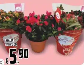 Coop Azalea Vaso 12 cm offerta