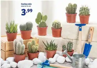Cactus Mix