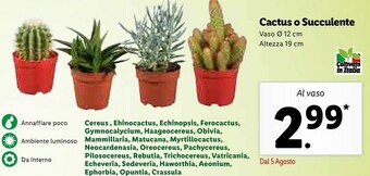 Cactus O Succulente