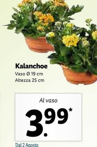 Lidl Kalanchoe offerta