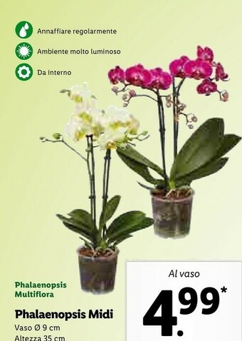 Lidl Phalaenopsis Midi offerta