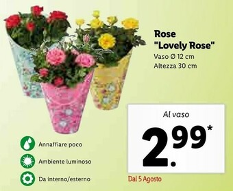Rose Lovely Rose