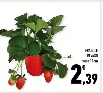 Conad Fragole In Vaso vaso 14 cm offerta
