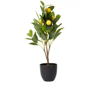 Albero di agrumi con vaso