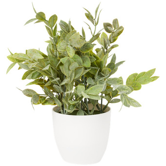 Action Pianta aromatica in vaso excellent flowers offerta