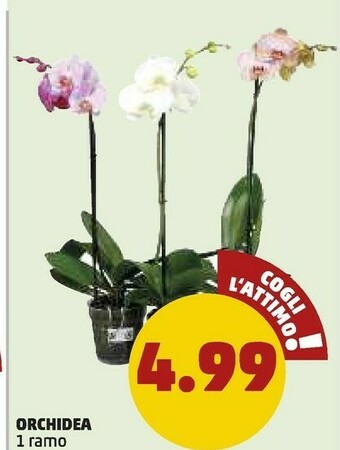 PENNY Orchidea 1 Ramo offerta