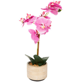 Orchidea in vaso