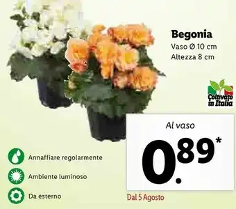 Lidl Begonia Vaso offerta