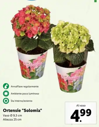 Lidl Ortensie''Solomia'' vaso Ø 9,5 cm/Altezza 25 cm offerta