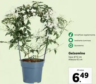 Lidl Gelsomino Vaso Ø 12 cm/Altezza 42 cm offerta
