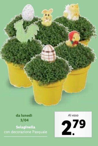 Lidl Selaginella con decorazione Pasquale offerta
