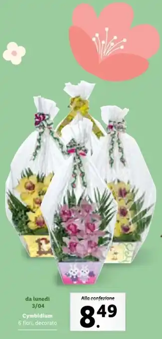 Cymbidium 6 fiori decorato