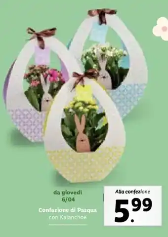 Confezione di Pasqua con Kalanchoe