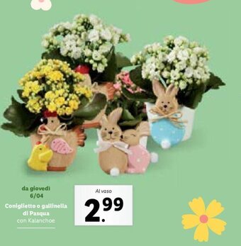 Lidl Coniglietto o gallinella di Pasqua con kalanchoe offerta