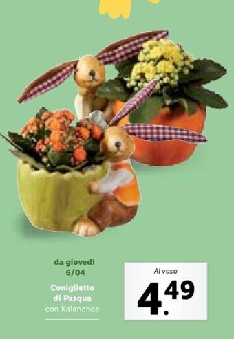 Lidl Coniglietto di Pasqua con Kalanchoe offerta