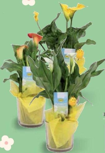 Lidl Calla in vaso di vetro pasquale offerta
