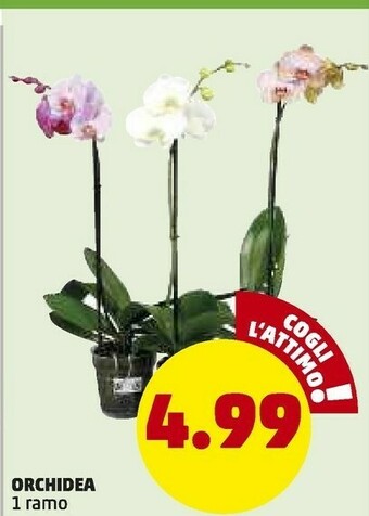 PENNY Orchidea 1 Ramo offerta