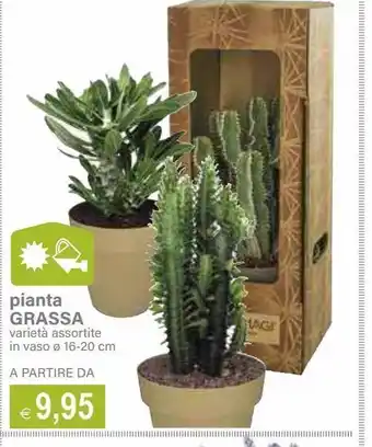 Pianta grassa