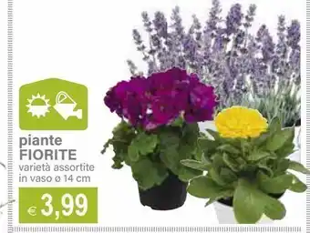 Il Gigante Piante fiorite offerta