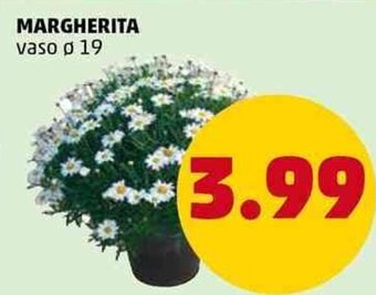 PENNY Margherita vaso Ø 19 offerta
