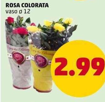PENNY Rosa Colorata vaso Ø 12 offerta