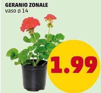 PENNY Geranio Zonale vaso Ø 14 offerta