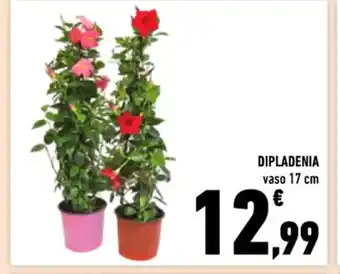 Conad Superstore Dipladenia vaso 17 cm offerta