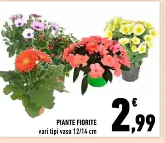 Conad Superstore Piante Fiorite vari tipi vaso 12/14 cm offerta