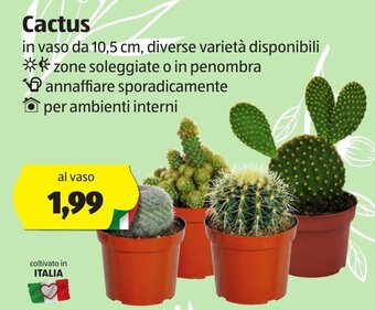 ALDI Cactus offerta