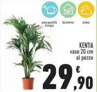 Conad Superstore Kentia vaso 20 cm al pezzo offerta