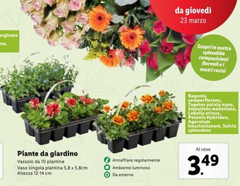 Lidl Piante da giardino offerta
