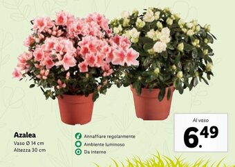 Azalea
