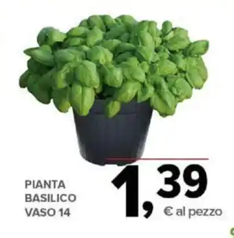 Todis Pianta Basilico Vaso 14 offerta