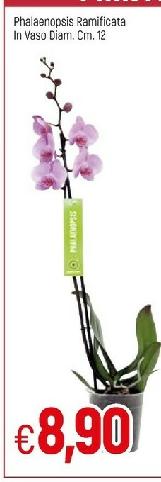 Famila Phalaenopsis Ramificata In Vaso offerta