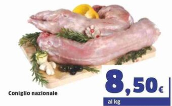 Sigma Coniglio nazionale offerta